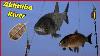 Method Feeder Picker Rod Buffalo Bighead Carp Akhtuba River Russian Fishing 4