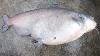 The Fattest Catfish Ever Winter Catfishing Blues And Flatheads